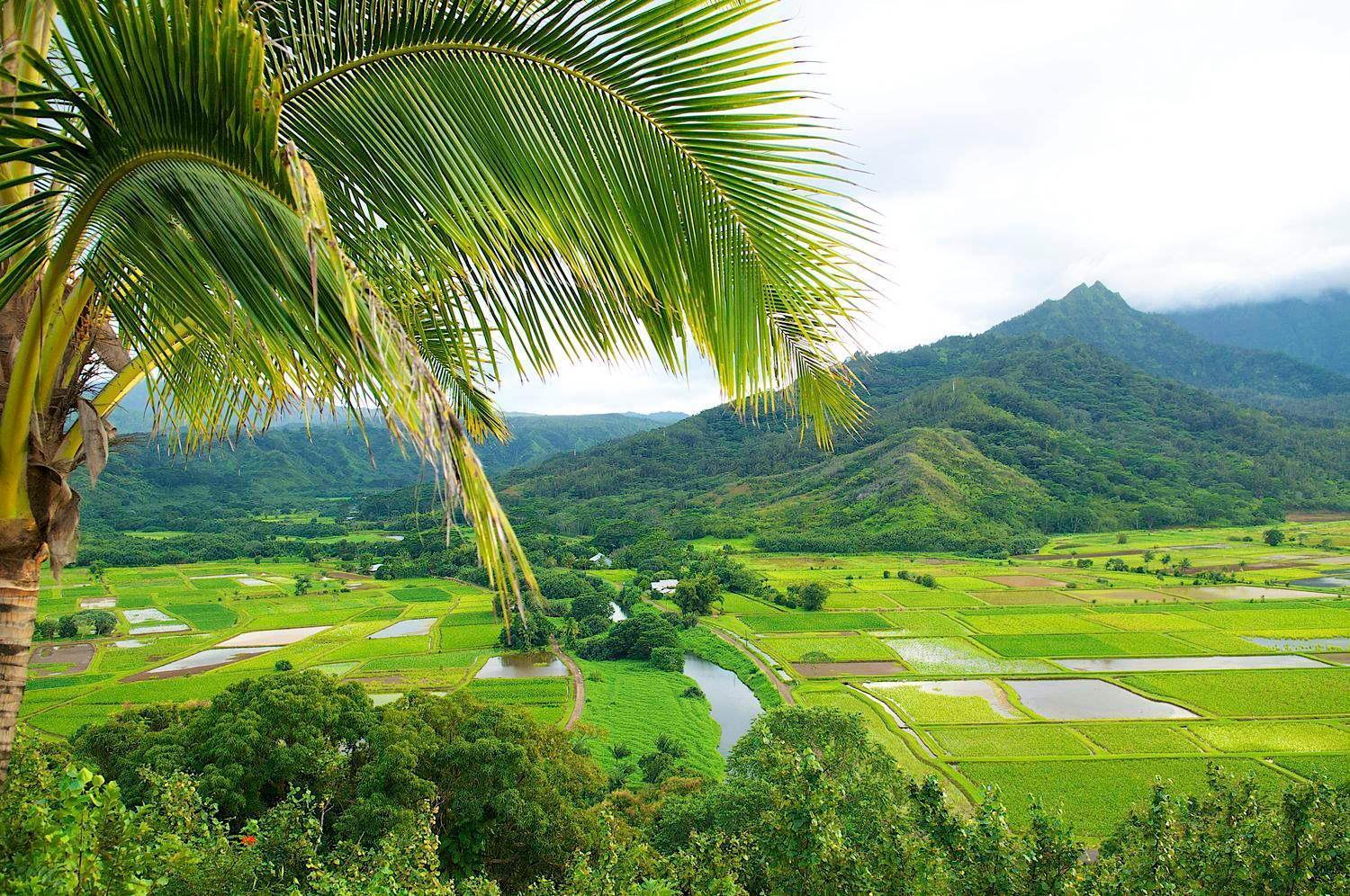 Waipouli Beach Resort Penthouse Beautiful Oceanview Aloha! Ac Pool 卡帕阿 外观 照片
